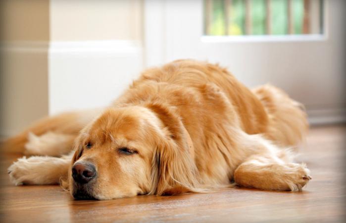 Golden Retriever con dolor