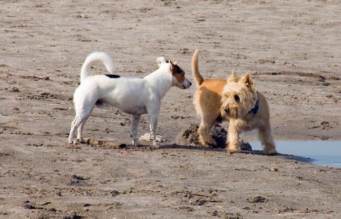 Perro olfateando a otro perro
