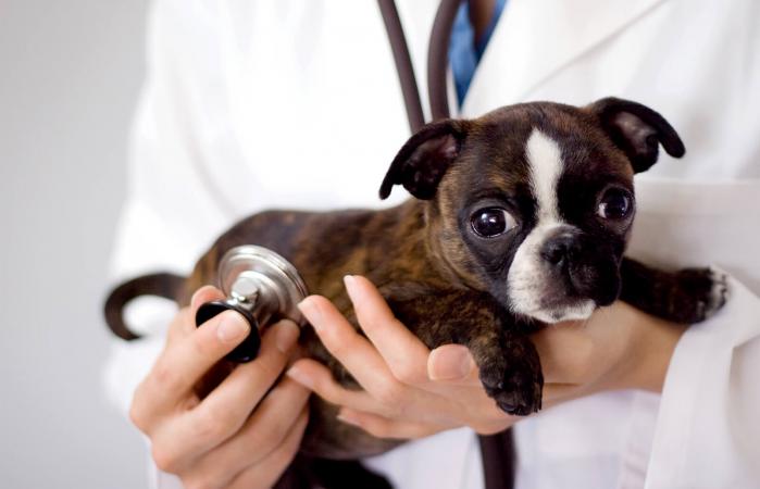Veterinario sosteniendo cachorro