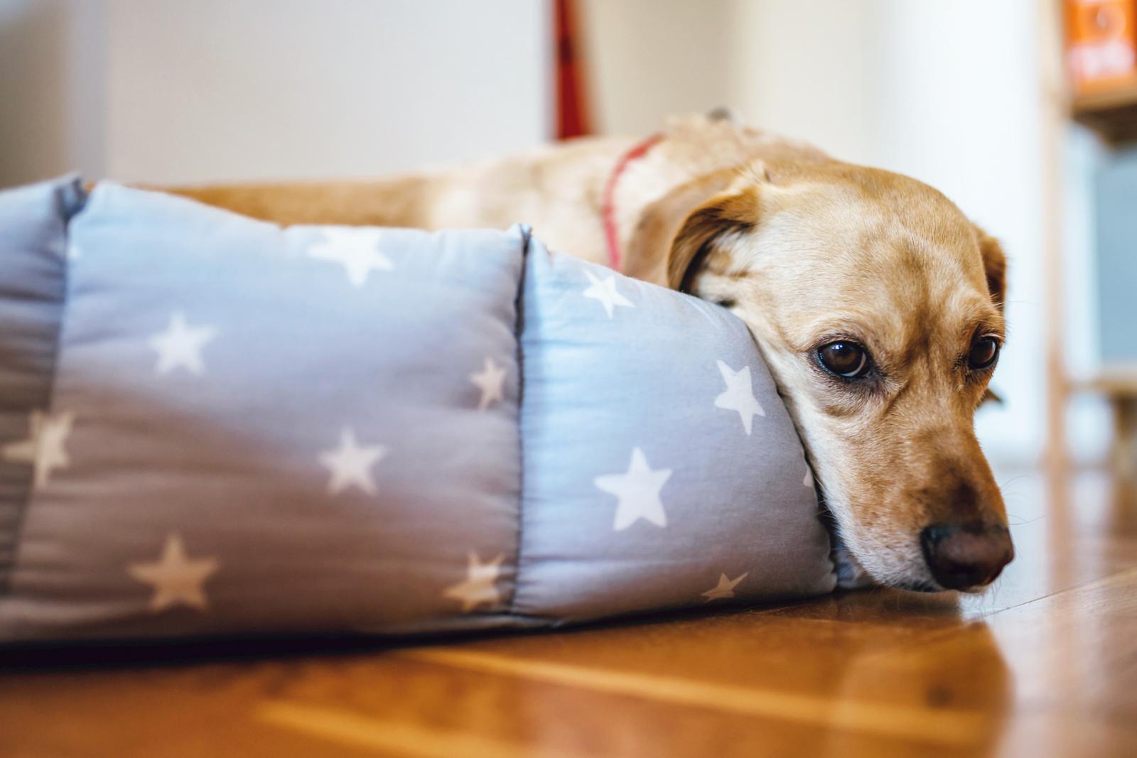 Perro tumbado en su cama
