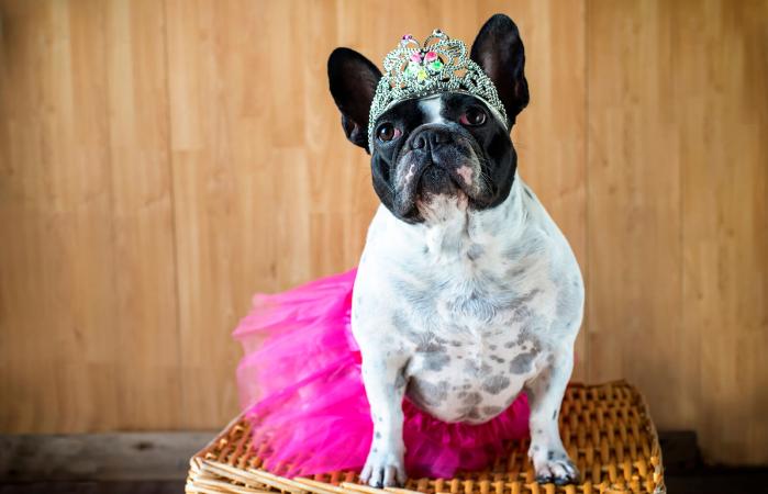 Bulldog francés vestida de princesa
