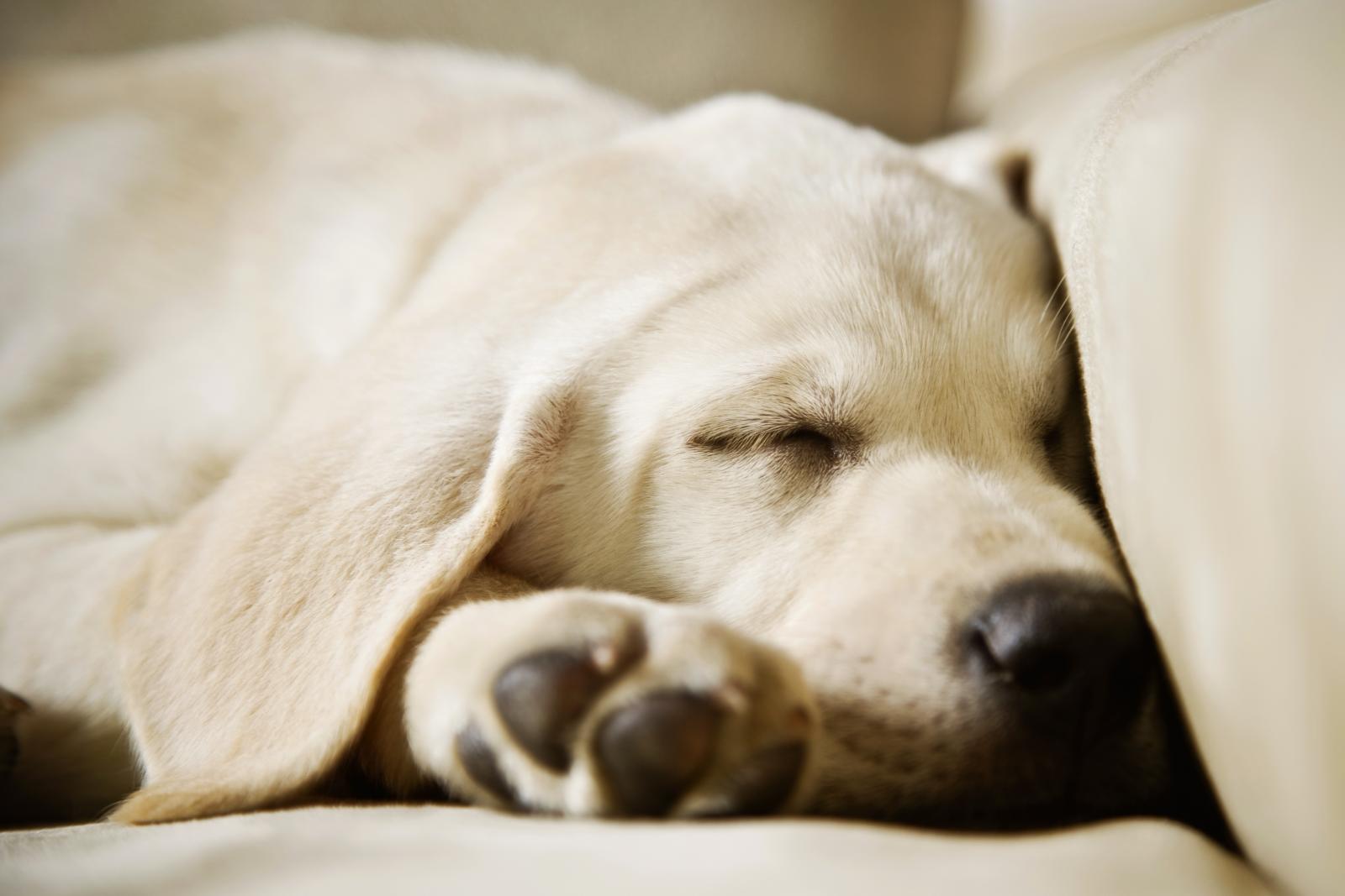Labrador durmiendo en el sofa