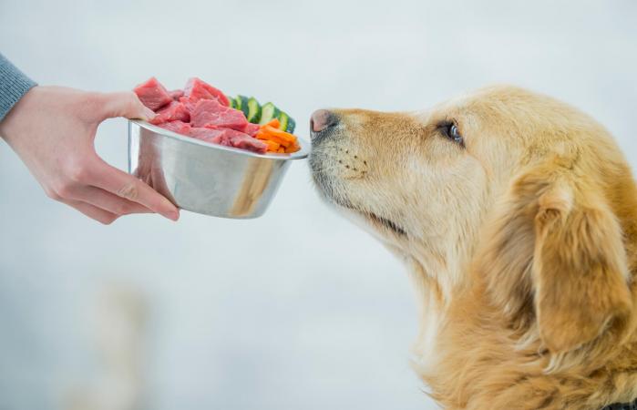 servir comida sana para perros