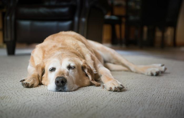 perro viejo y cansado