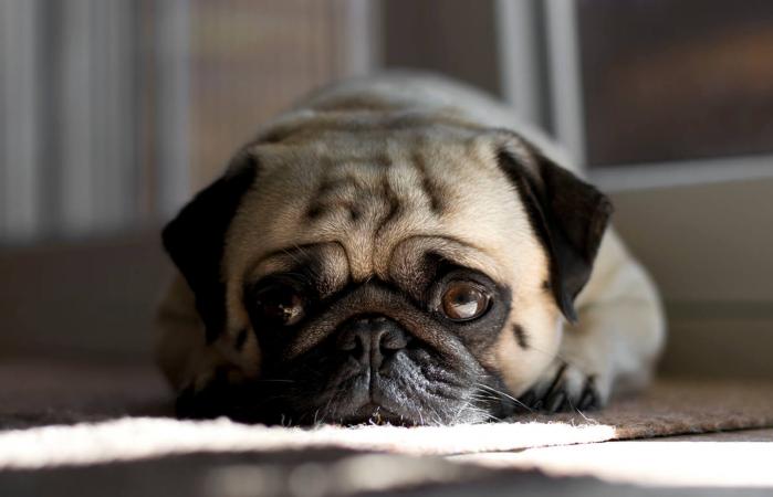 Un pug acostado en casa