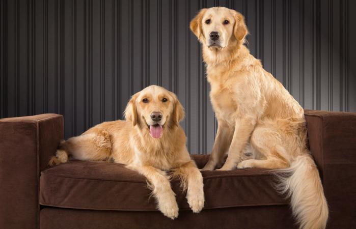 Dos golden retrievers en un sofá