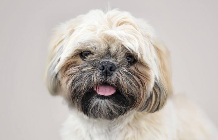 Retrato de perro Shih Tzu