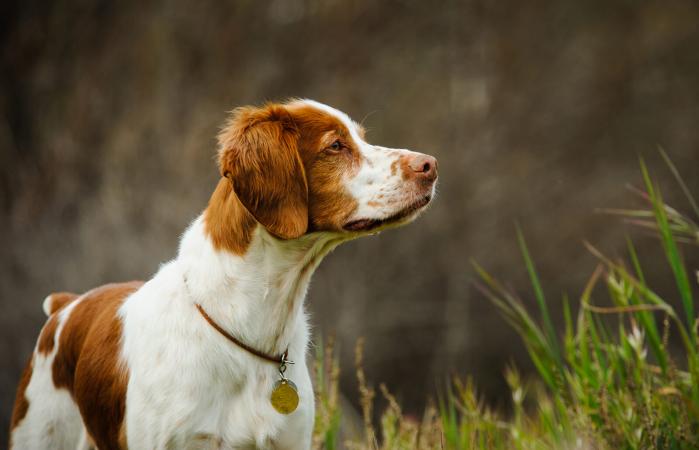 Brittany Spaniel