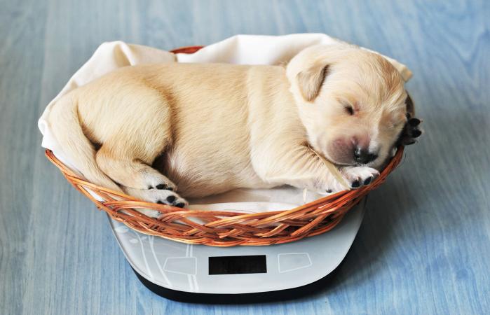 Medición del peso de un cachorro golden