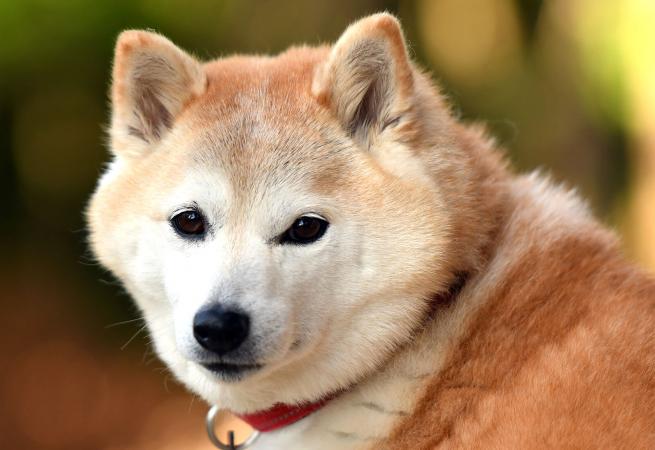 Perro Shiba Inu