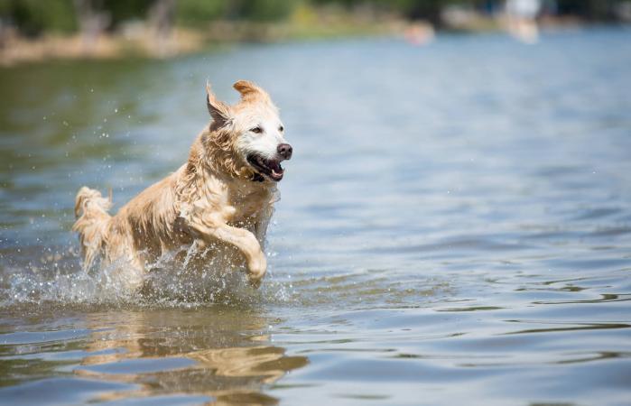 Golden Retriever corre hacia el lago