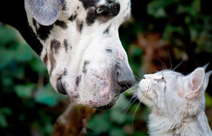 Perro y gato mirandose