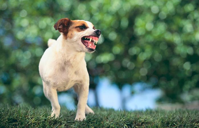 Jack Russell Terrier mostrando sus dientes