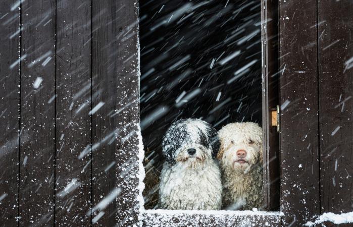 perros observando la nieve
