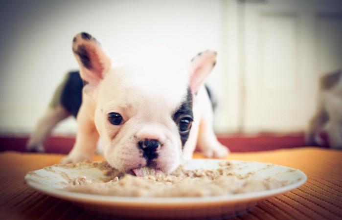 Cachorro Bulldog Francés