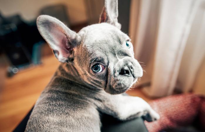 Cachorro bulldog francés