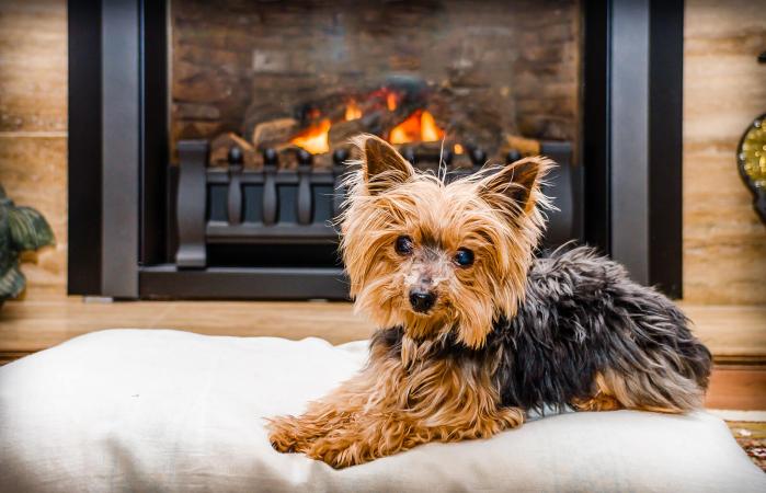 Yorkshire Terrier Relajandose Sobre Cojín