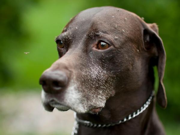 Perro de caza alemán