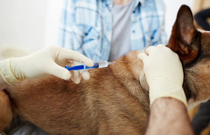 Veterinario haciendo inyección