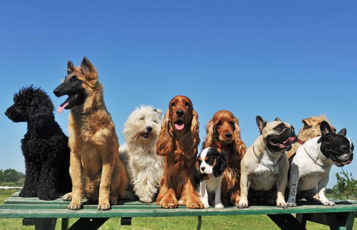 grupo de cachorros de perros