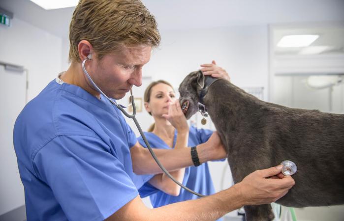 Veterinarios que examinan perro