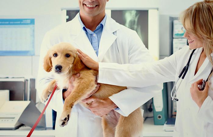 Perro en el veterinario