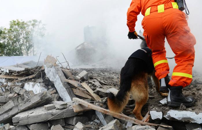 Perro de rescate buscando restos de un edificio