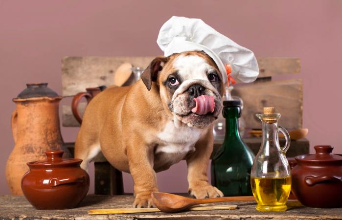 Cachorro con aceite de oliva