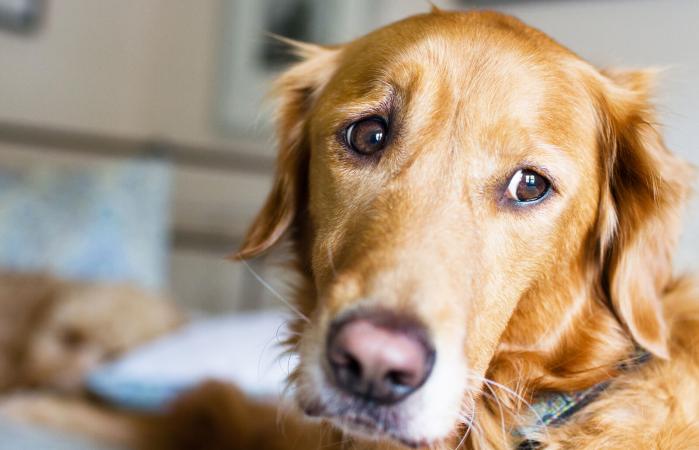 Perro de aspecto preocupado