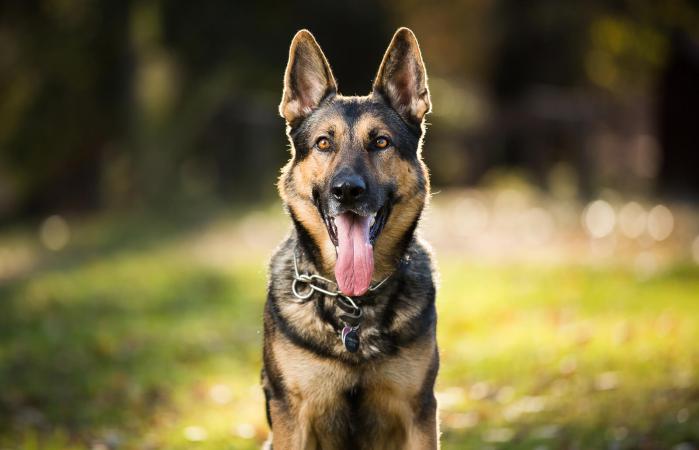 Perro pastor alemán sonriendo