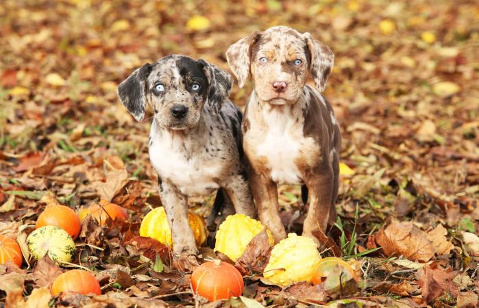 Cachorros Catahoula