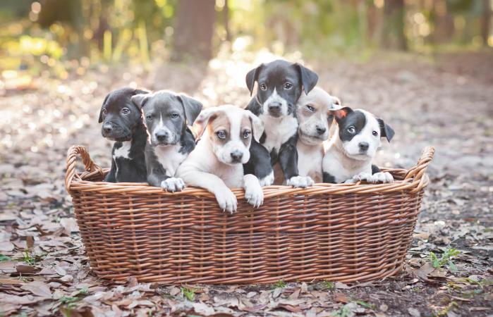 Cachorros en una cesta