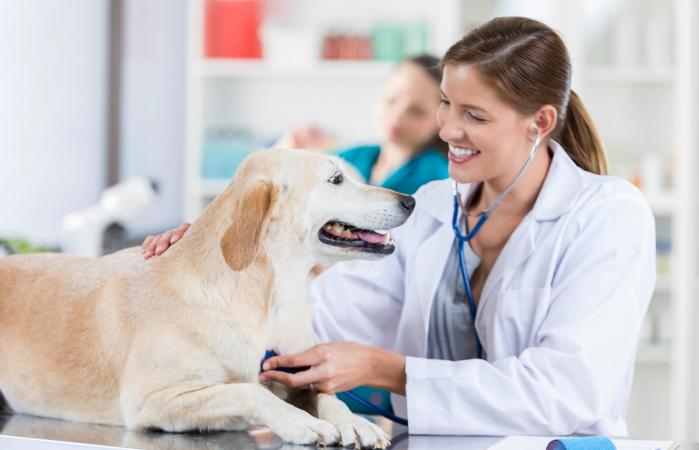 Veterinaria escucha el corazón de un perro