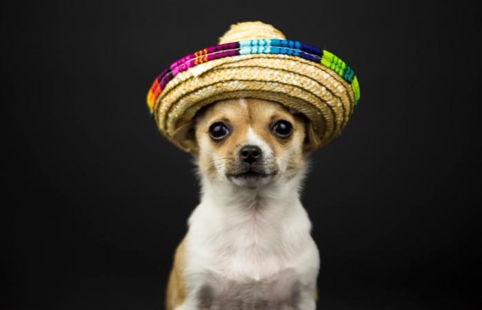 Perro con sombrero mexicano
