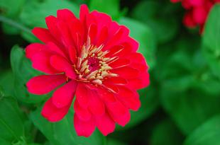Closeup of red zinnia