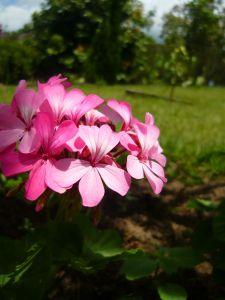 Flower Photography Techniques