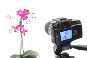 Flower_photo300.jpg