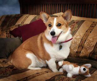 Reduceddog.jpg