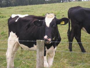 Reducedlivestock.jpg