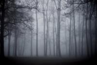 Haunted forest