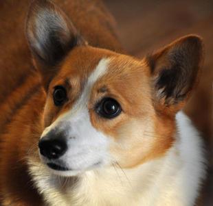 Learn how to take phenomenal pet photos.