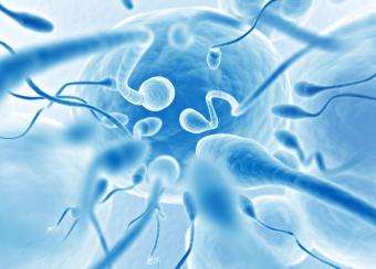 sperm swimming towards egg