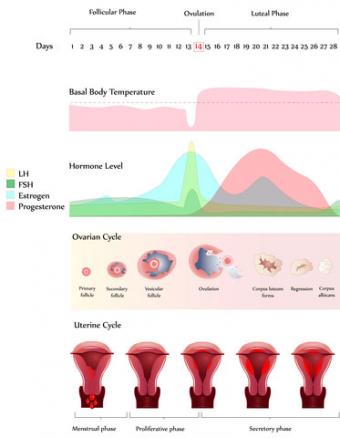 Ovary and uterine cycle; © Guniita Clear at Dreamstime