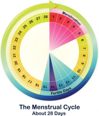 The Menstrual Cycle