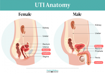 UTI Female / Male Anatomy