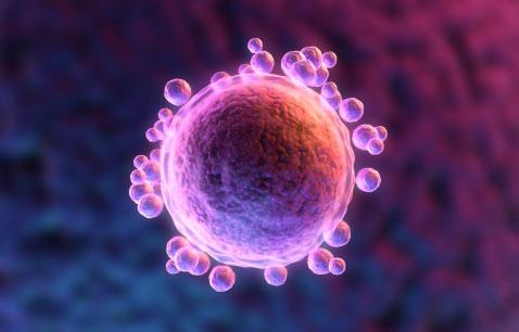 خلية البويضة البشرية