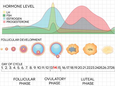 Female menstrual cycle