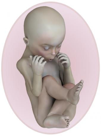 baby at pregnancy week 17
