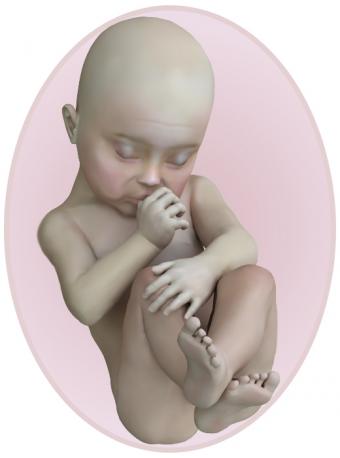 baby at 23 weeks pregnant
