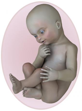 Baby at 24 weeks pregnant
